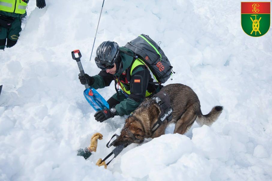 Rescate con perro en nieve del Servicio de Montaña (GREIM)