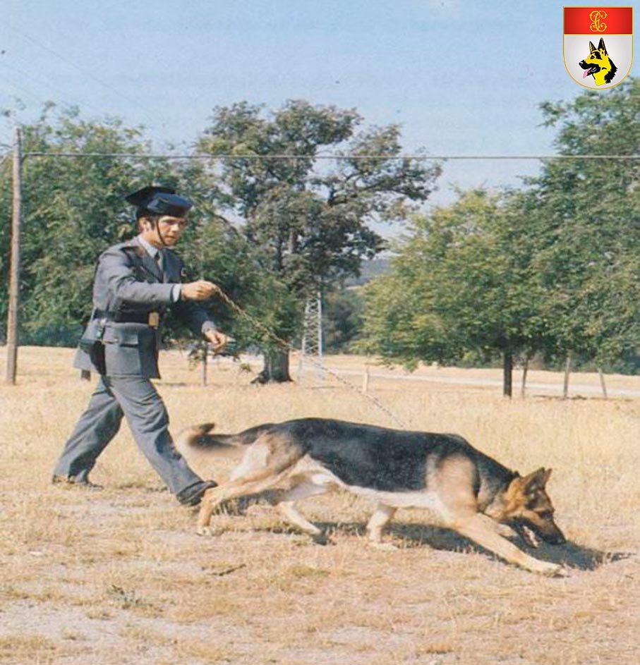 Entrenamiento de perros (foto antigua) del Servicio Cinológico (SECIR)