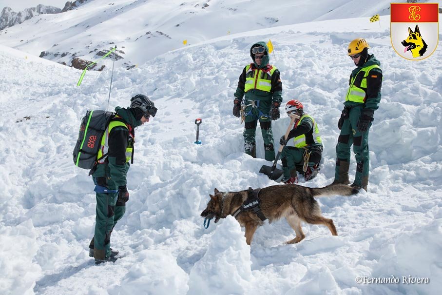 Perro del Servicio Cinológico (SECIR) rastreando en la nieve