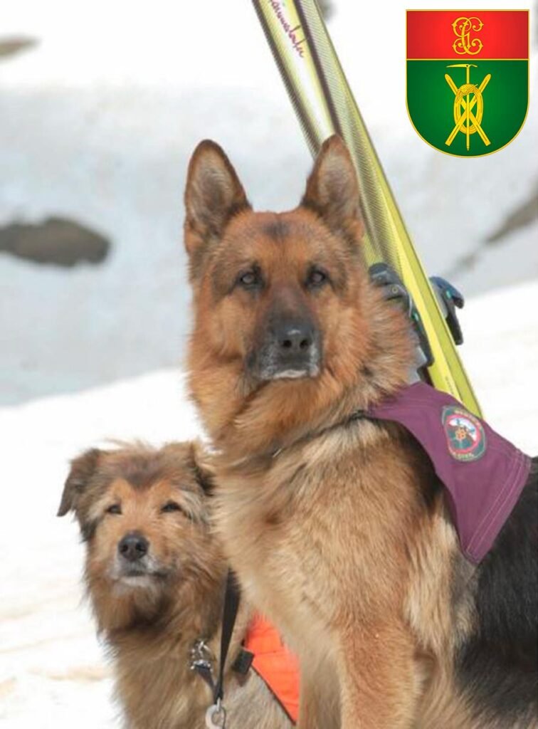 Perros del Servicio de Montaña (GREIM) en la nieve