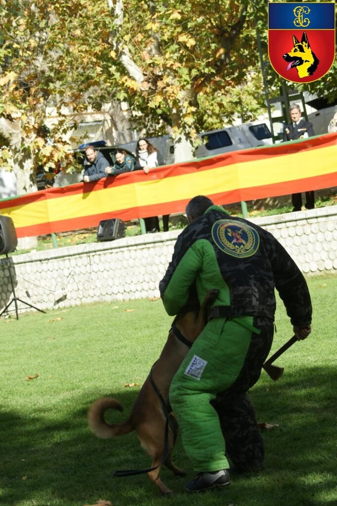 Ejercicio de ataque con figurante en adiestramiento canino de la Guardia Civil