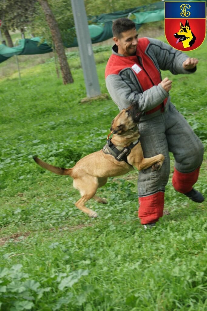 Entrenamiento de ataque con perro del Servicio Cinológico de la Guardia Civil