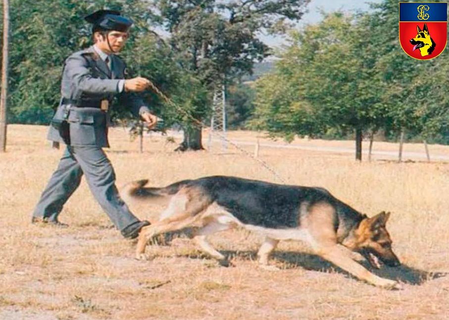Entrenamiento de perros de la Guardia Civil en la década de 1970