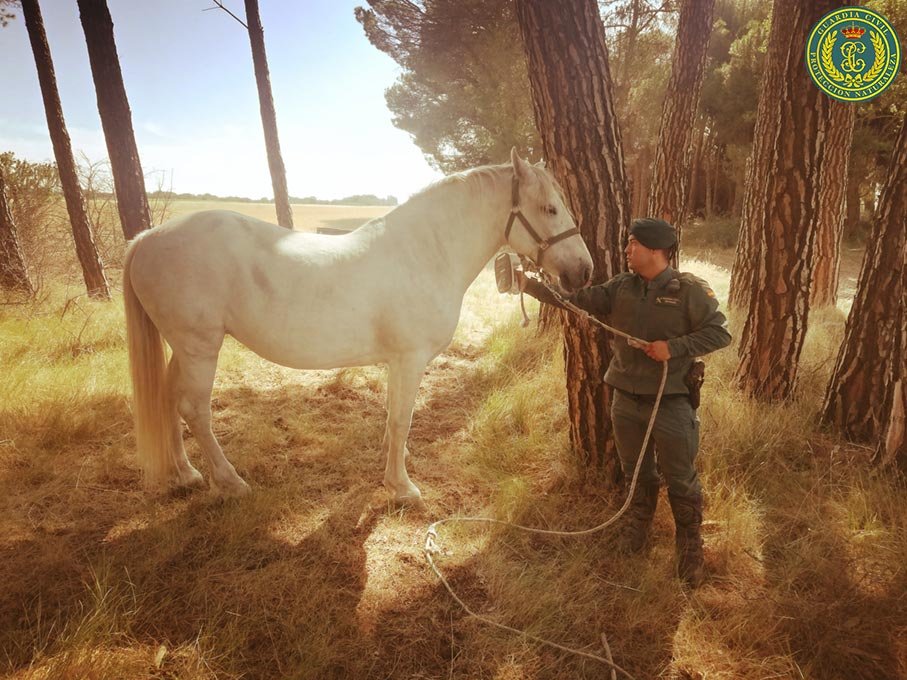 Guardia Civil del SEPRONA con caballo en labores de protección medioambiental