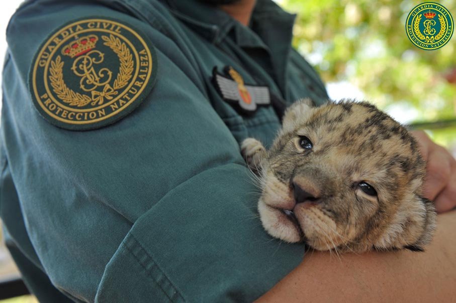 Miembro del SEPRONA en labores de protección de fauna bajo supervisión de la Dirección