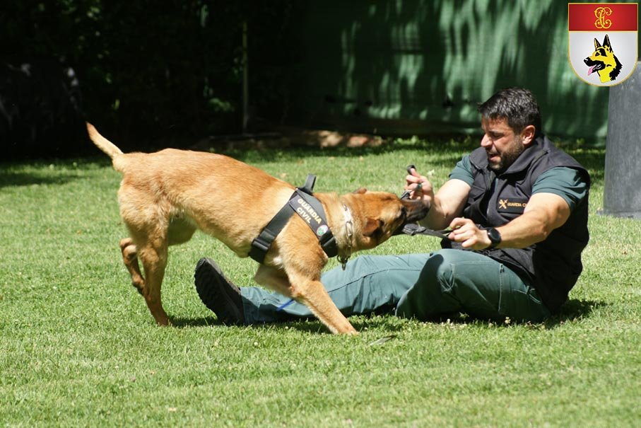Entrenamiento práctico de intervención Guía de Perros Guardia Civil