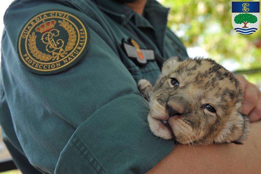 Especialista SEPRONA protegiendo cría de fauna silvestre
