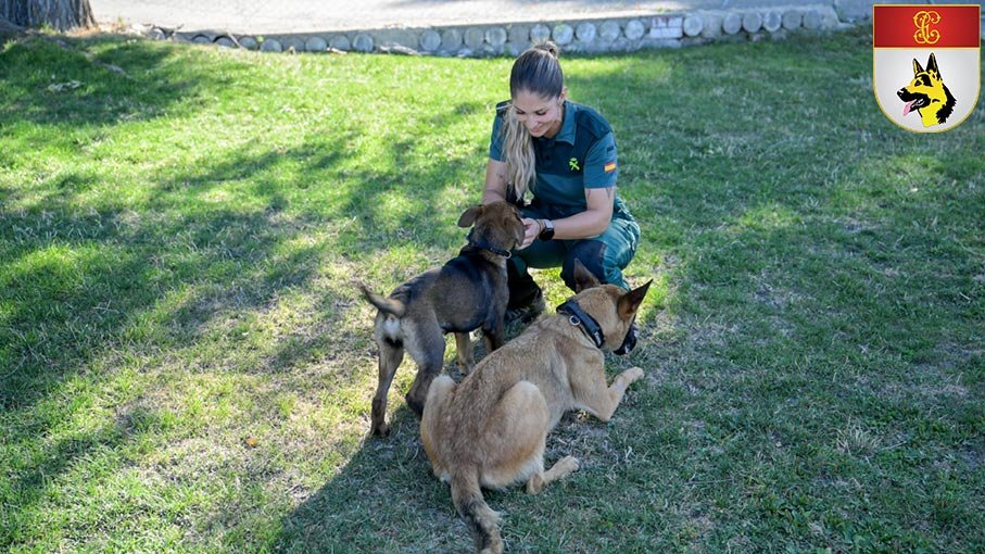 Guía de Perros Guardia Civil durante el curso en el CADEPE