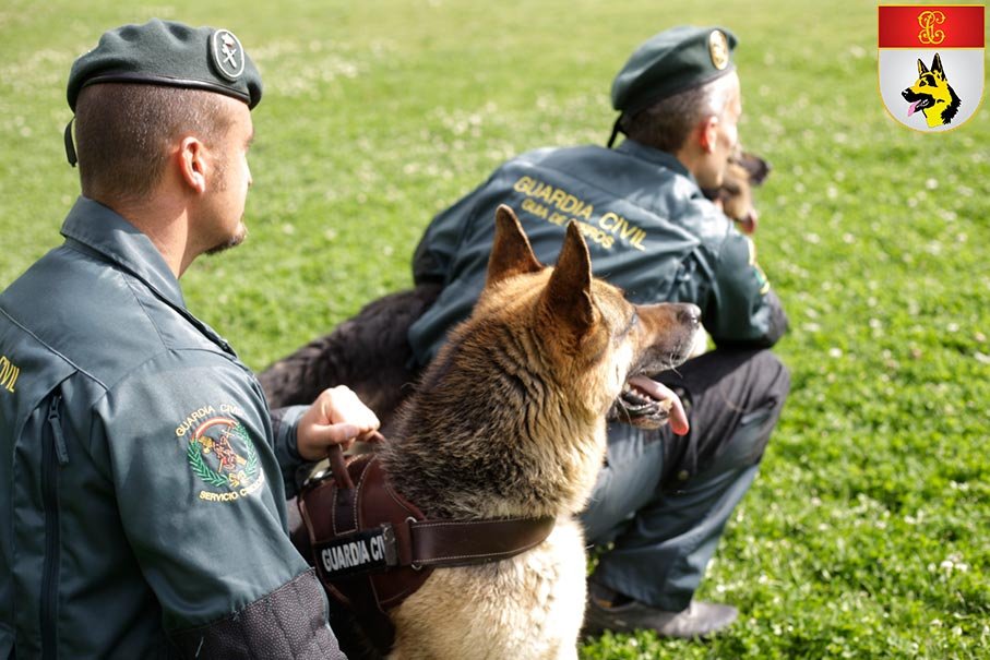 Guías de Perros Guardia Civil del Servicio Cinológico en entrenamiento en campo