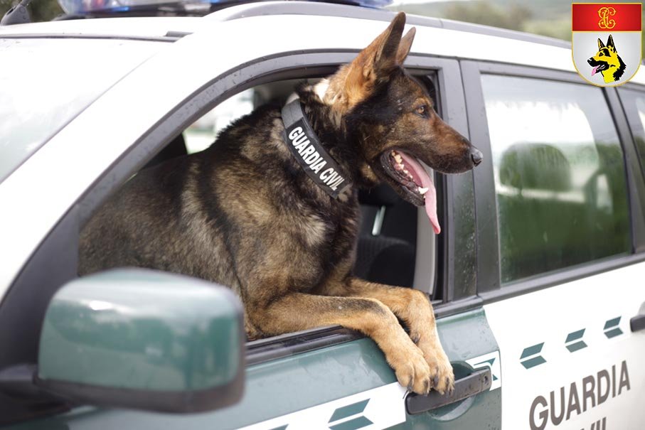 Perro del Servicio Cinológico Guardia Civil en vehículo oficial