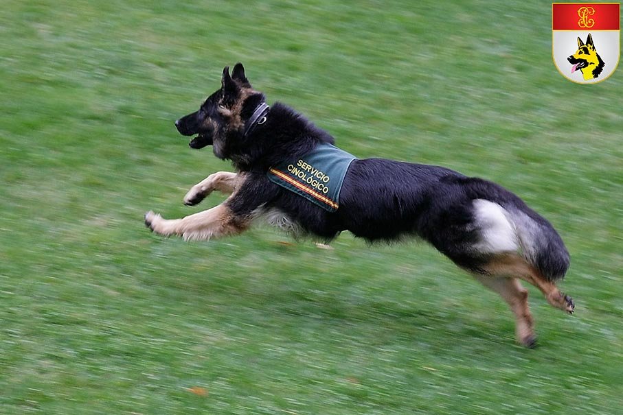 Perro del Servicio Cinológico Guardia Civil en ejercicio de detección