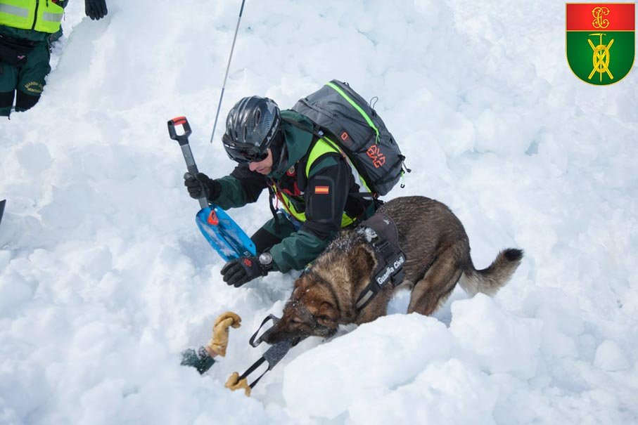Especialista en Montaña con perro de rescate en operación en nieve
