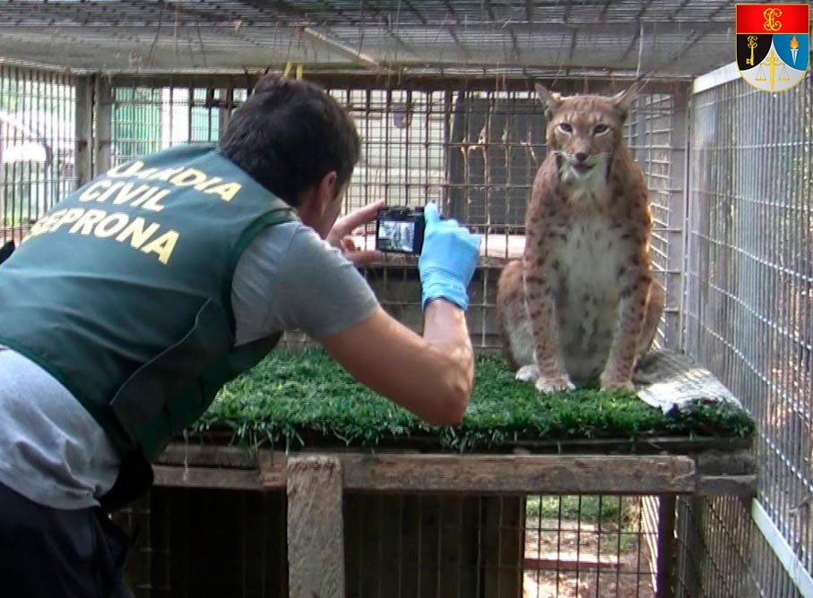 Agente del SEPRONA fotografiando un lince en una jaula durante una inspección